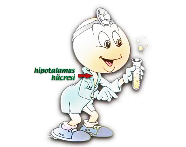 Beyindəki hipotalamus hüceyrələrinin pərdələrində alıcılar var.
